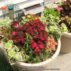 Location: My garden in Kentucky
Date: 2007-06-30
Mixed Coleus plant leaves in containers