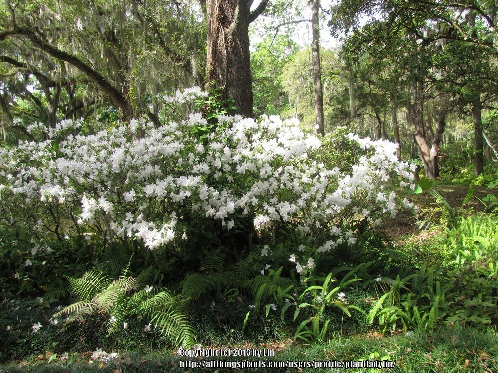 Photo of Rhododendrons (Rhododendron) uploaded by plantladylin