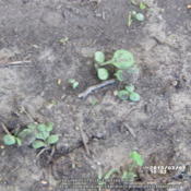 Location: Plano, TXDate: 2013-03-07Sown in January