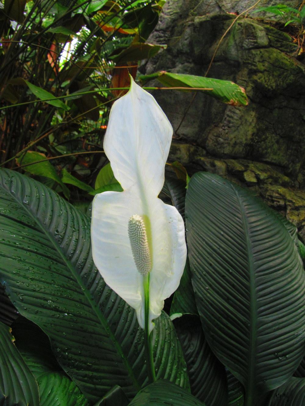 Photo of Peace Lilies (Spathiphyllum) uploaded by jmorth