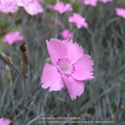 Location: Mason, New Hampshire (zone 5b)
Date: 2012
We grow several Dianthus.  This is our Maiden Pink.