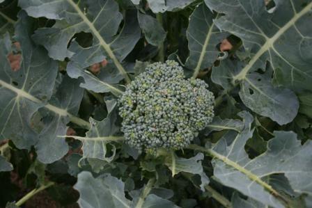 Photo of Broccoli (Brassica oleracea 'Calabrese') uploaded by vic
