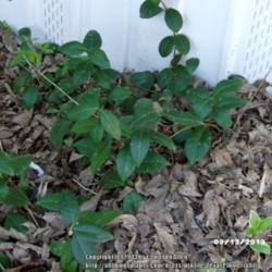 Location: Plano, TX
Date: 2013-03-13
Growing as a groundcover