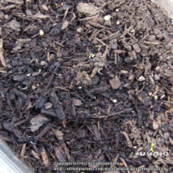 Location: Plano, TX
Date: 2013-03-16
Took a week to germinate
