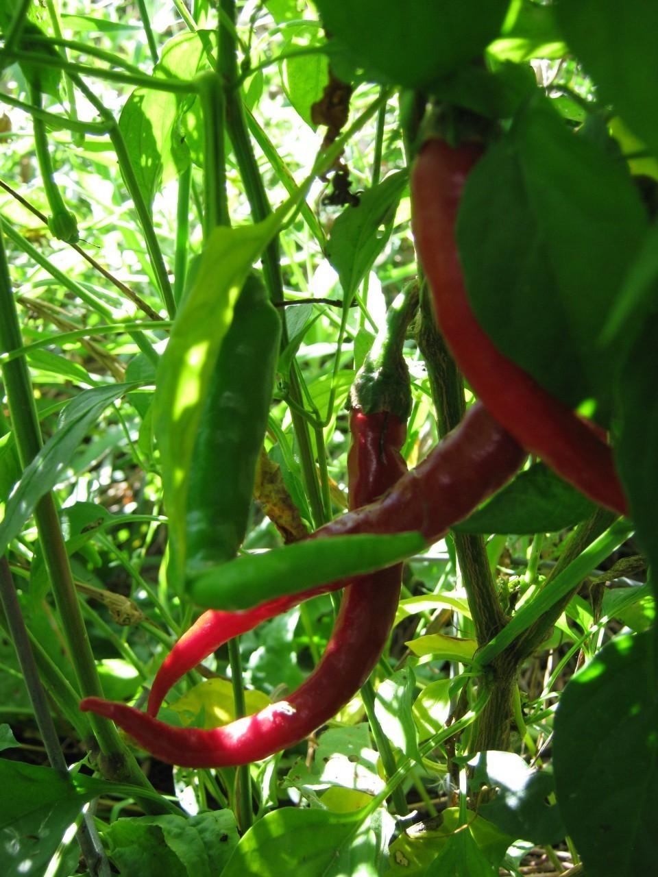 Photo of Cayenne Pepper (Capsicum annuum 'Cayenne') uploaded by vic