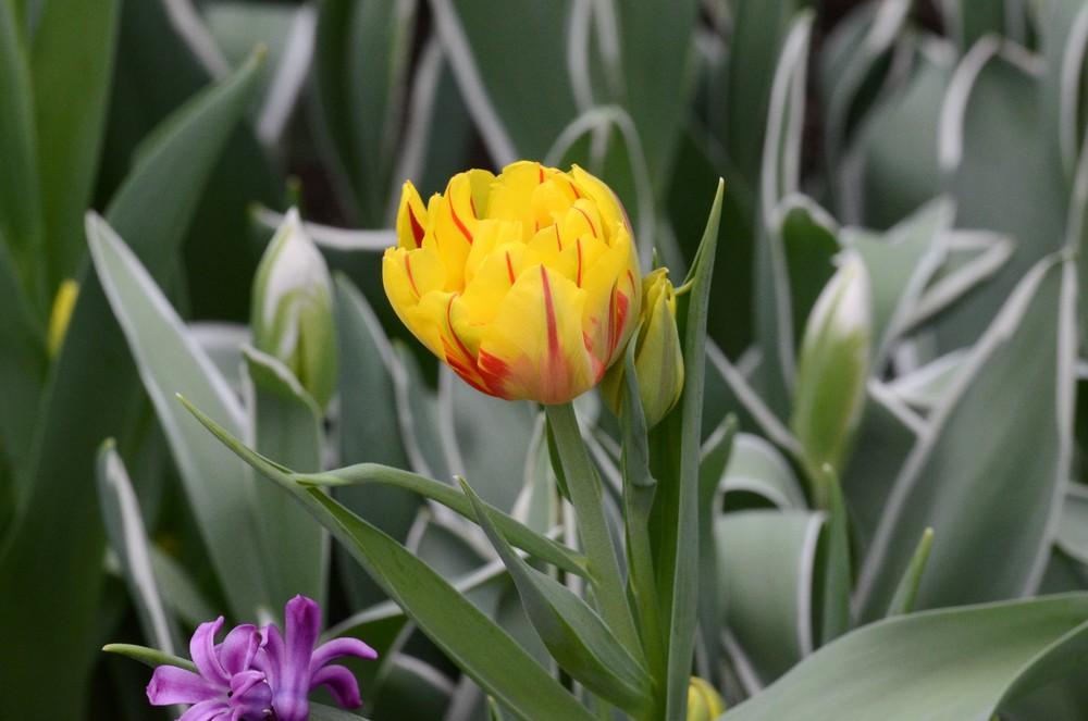Photo of Double Early Tulip (Tulipa 'Monsella') uploaded by Anne