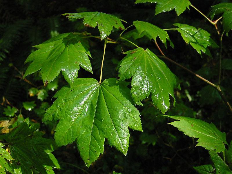 Photo of Vine Maple (Acer circinatum) uploaded by robertduval14