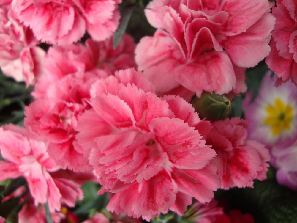 Photo of Dianthus uploaded by Paul2032