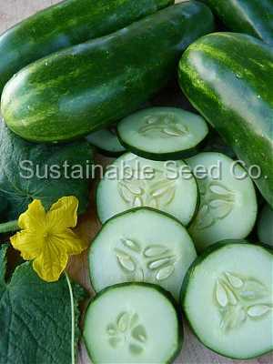 Photo of Cucumber (Cucumis sativus 'Marketmore 76') uploaded by vic