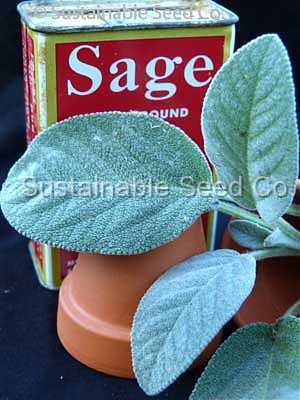 Photo of Culinary Sages (Salvia officinalis) uploaded by vic