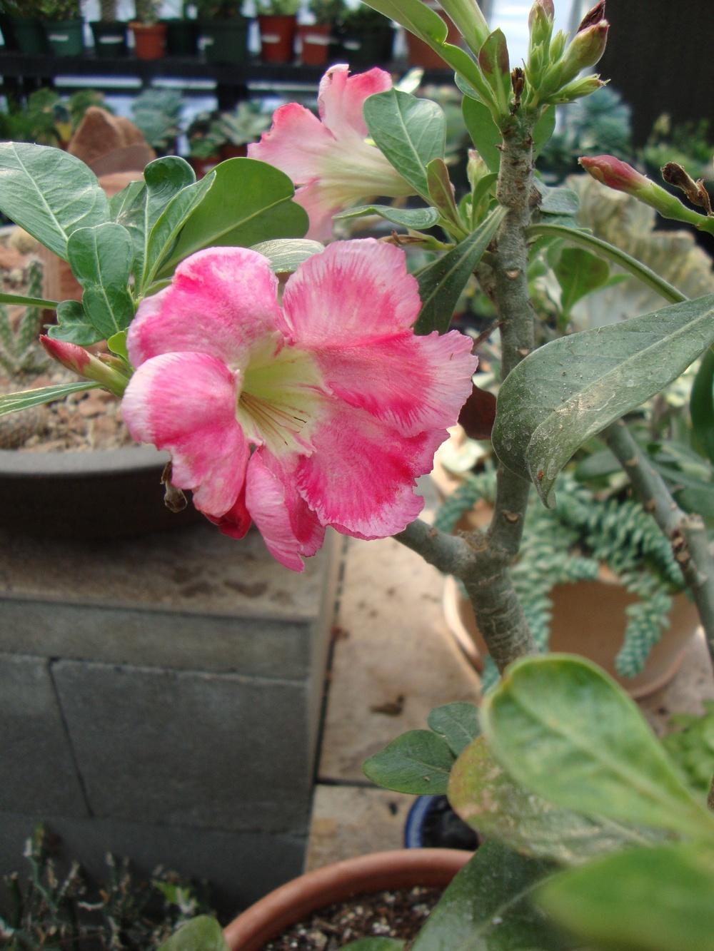 Photo of Desert Rose (Adenium obesum) uploaded by Paul2032