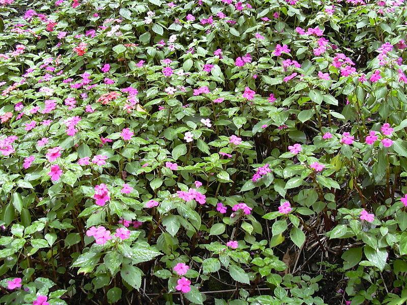 Photo of Busy Lizzy (Impatiens walleriana) uploaded by robertduval14