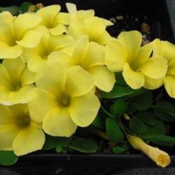 
Yellow flowered. Photo courtesy of Telos Rare Bulbs