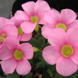
Pink flowered. Photo courtesy of Telos Rare Bulbs