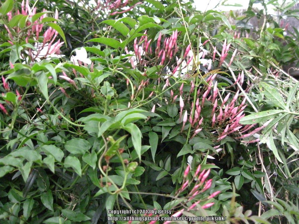 Photo of Pink Jasmine (Jasminum polyanthum) uploaded by piksihk
