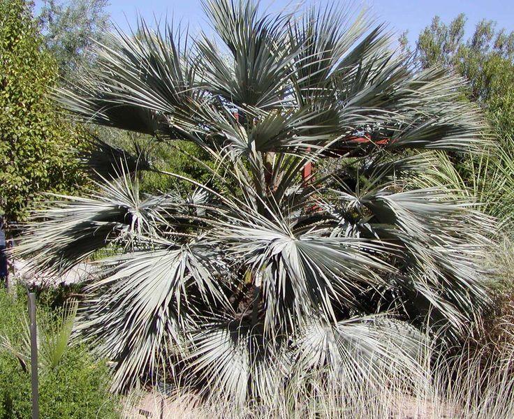 Photo of Mexican Blue Palm (Brahea armata) uploaded by robertduval14