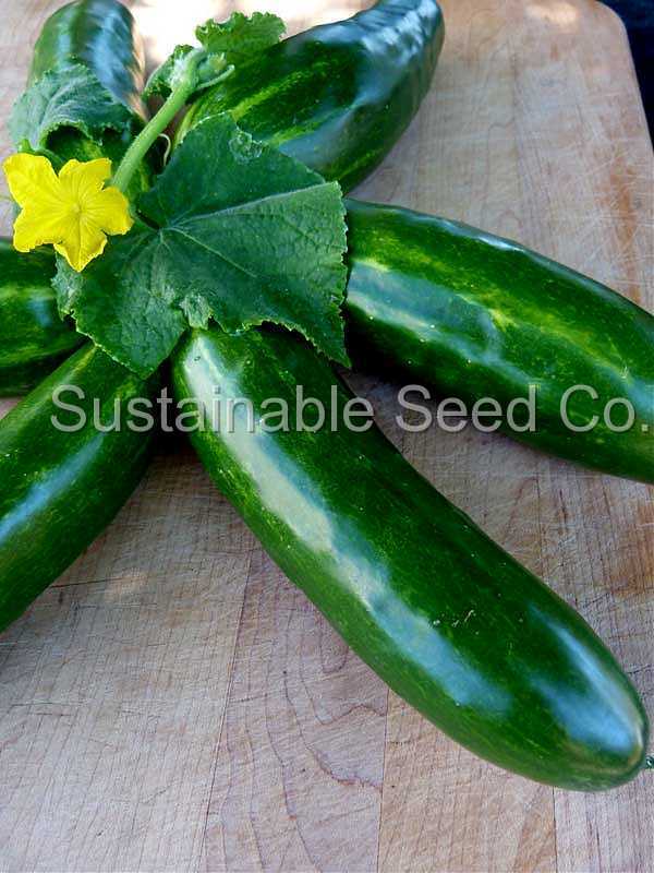 Photo of Cucumber (Cucumis sativus 'Marketmore 76') uploaded by vic