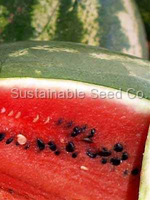 Photo of Watermelon (Citrullus lanatus 'Jubilee') uploaded by vic