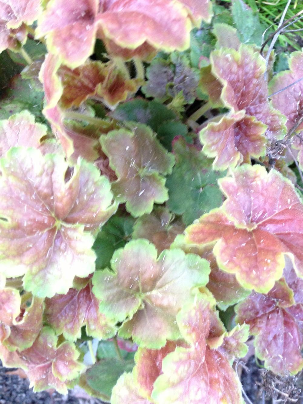 Photo of Coral Bells (Heuchera villosa 'Miracle') uploaded by clintbrown