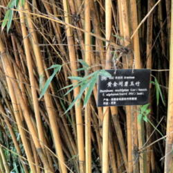 Location: Kunming Botanical Garden, Kunming, Yunnan, China.
Date: August
