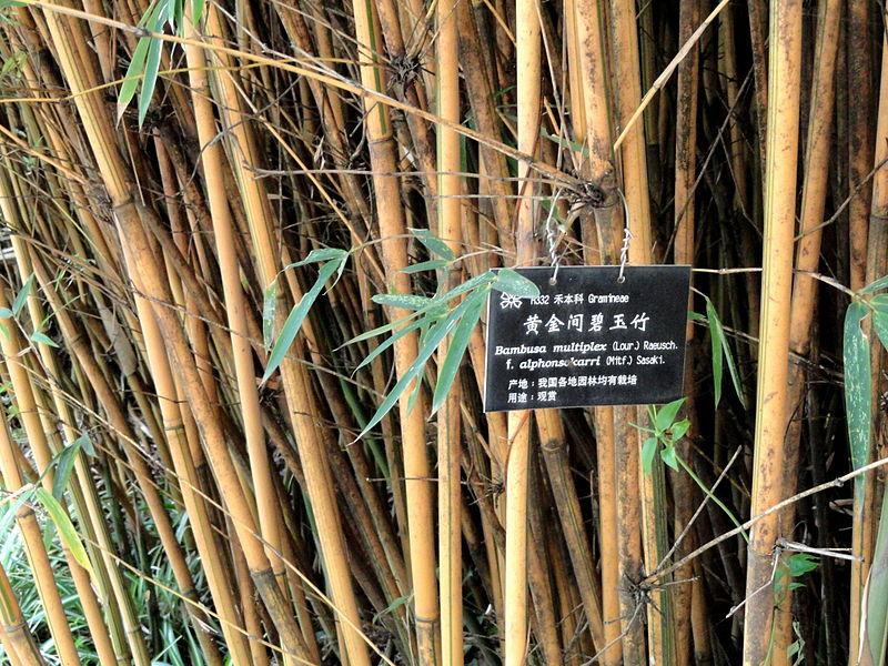 Photo of Hedge Bamboo (Bambusa multiplex) uploaded by robertduval14