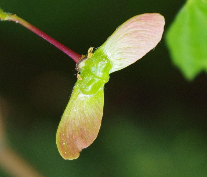 Photo of Vine Maple (Acer circinatum) uploaded by robertduval14
