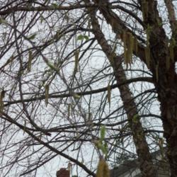 Location: My house in Portsmouth.
Date: 2013-04-12
Catkins