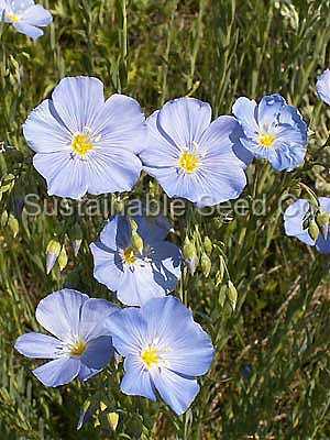 Photo of Blue Flax (Linum perenne) uploaded by vic