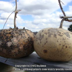 Location: RavenCroft Cottage
Date: 2013-04-14 
A pair of Peru Sugar Bowl Gourds after drying out over the winter