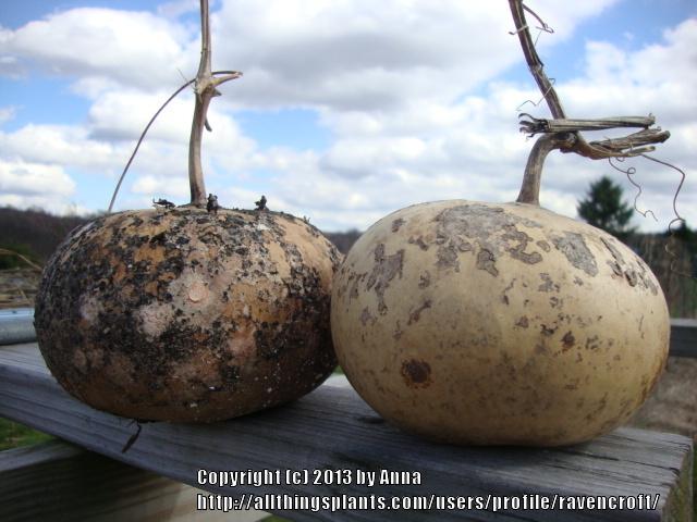 Photo of Gourd (Lagenaria siceraria 'Peru Sugar Bowl') uploaded by RavenCroft