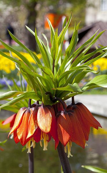 Photo of Crown Imperial Fritillaria (Fritillaria imperialis) uploaded by robertduval14