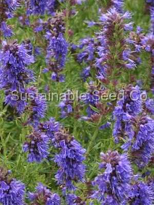 Photo of Hyssop (Hyssopus officinalis) uploaded by vic