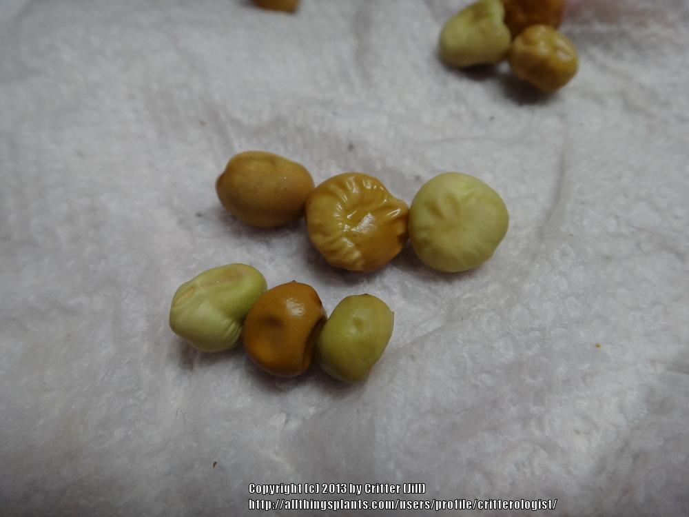 Photo of Peas (Lathyrus oleraceus) uploaded by critterologist