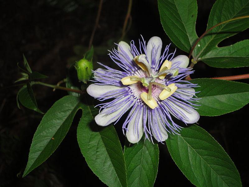 Photo of Maypop (Passiflora incarnata) uploaded by robertduval14