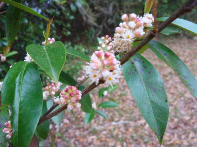 Photo of Carolina Laurel Cherry (Prunus caroliniana) uploaded by flaflwrgrl