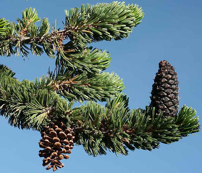 Photo of Rocky Mountain Bristlecone Pine (Pinus aristata) uploaded by robertduval14