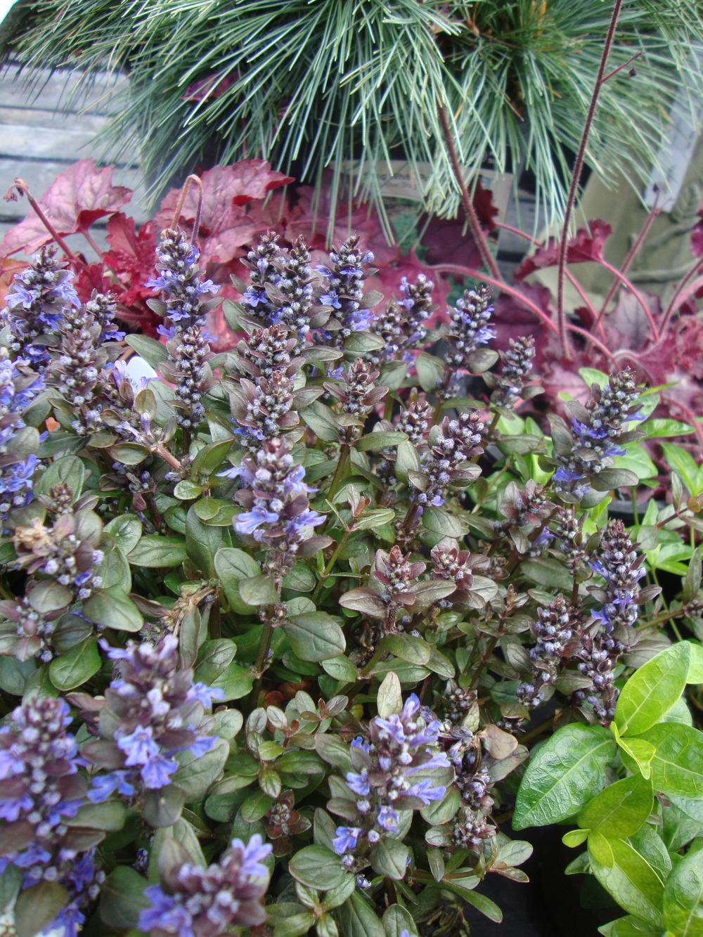 Photo of Bugleweed (Ajuga reptans Chocolate Chip) uploaded by Paul2032