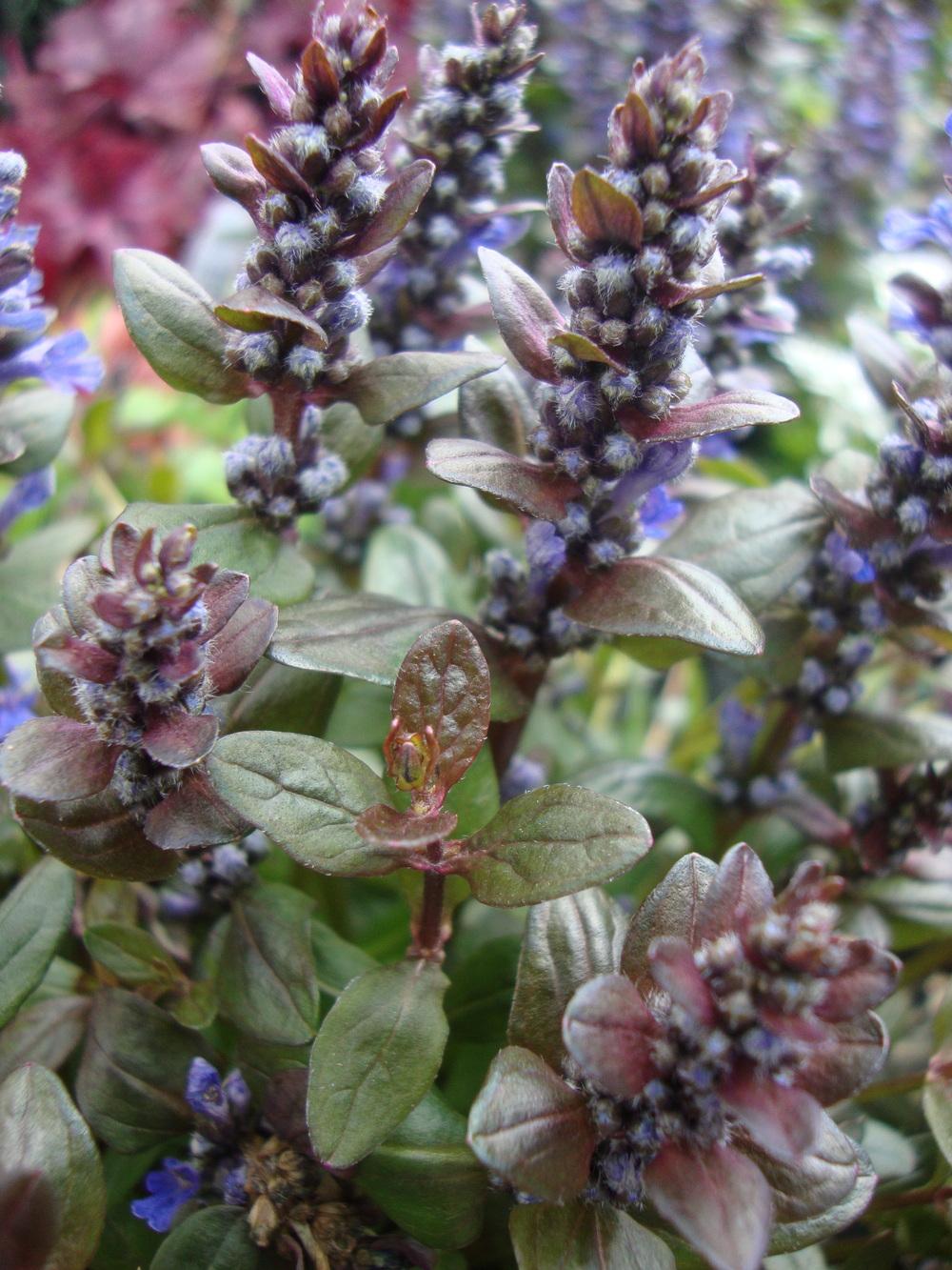 Photo of Bugleweed (Ajuga reptans Chocolate Chip) uploaded by Paul2032