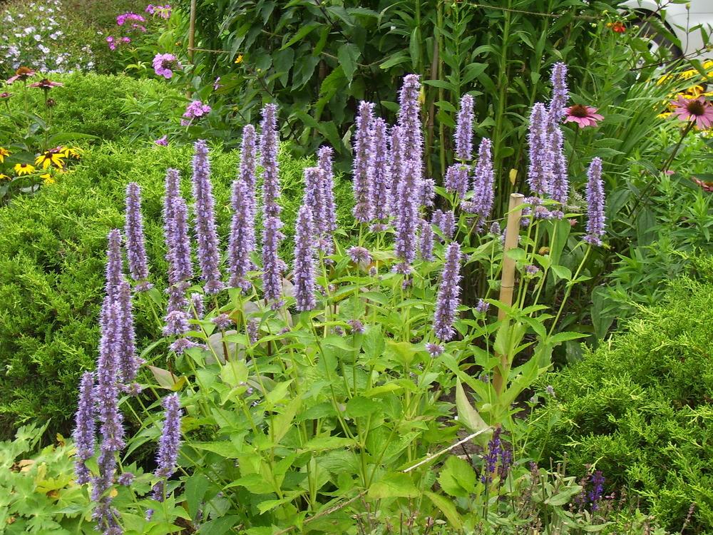 Photo of Anise Hyssop (Agastache 'Blue Fortune') uploaded by SunnyBorders