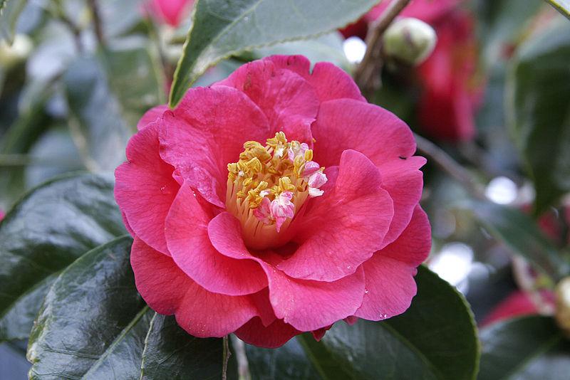 Photo of Camellias (Camellia) uploaded by robertduval14