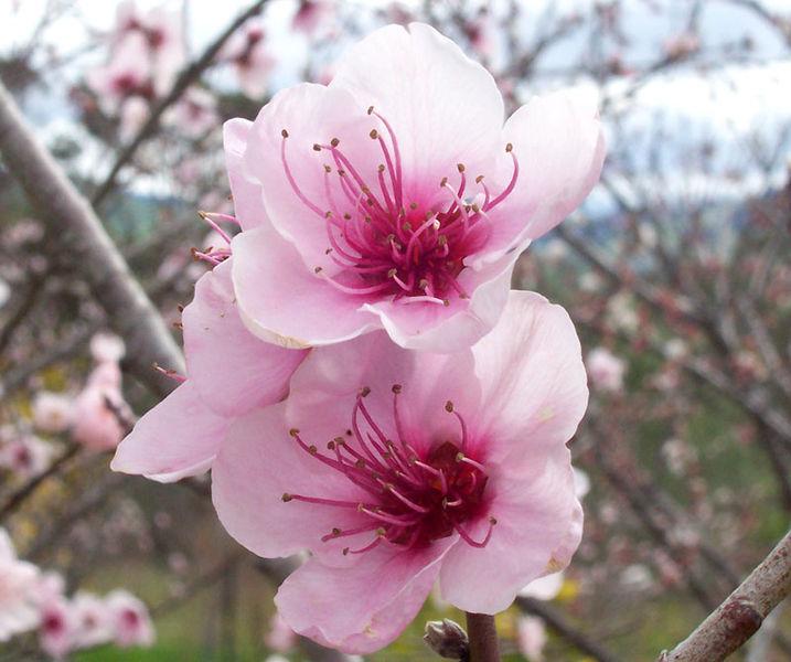 Photo of Peaches (Prunus persica) uploaded by robertduval14