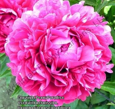 Photo of Chinese Peony (Paeonia lactiflora 'Felix Supreme') uploaded by vic