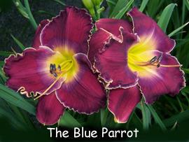 Photo of Daylily (Hemerocallis 'The Blue Parrot') uploaded by Calif_Sue