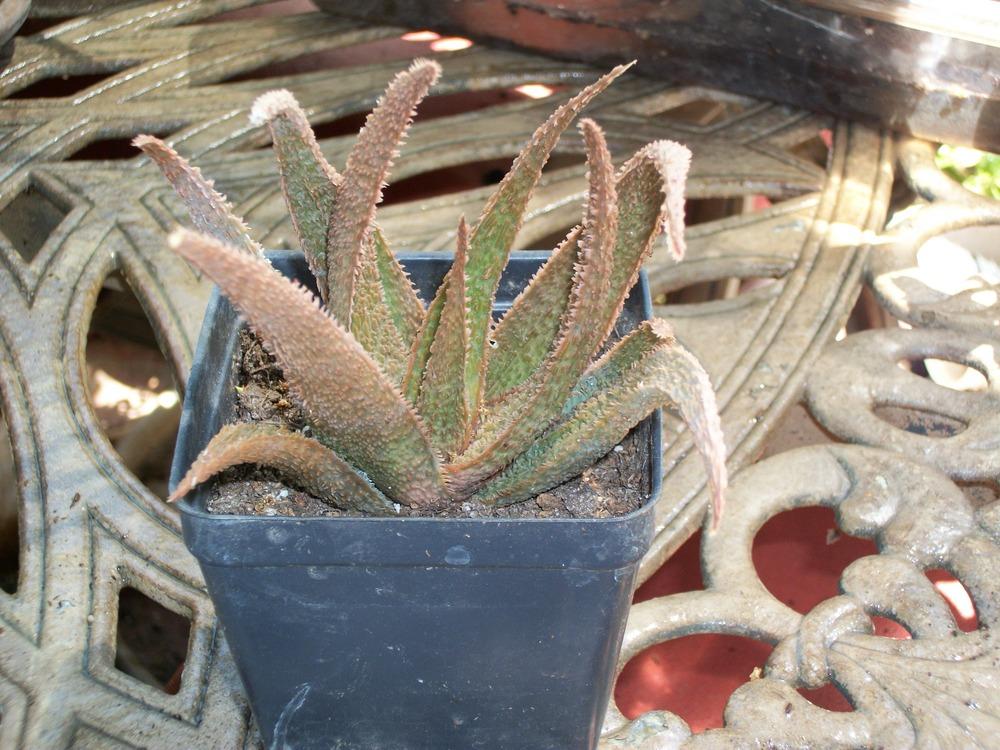 Photo of Aloes (Aloe) uploaded by Rhapsody616