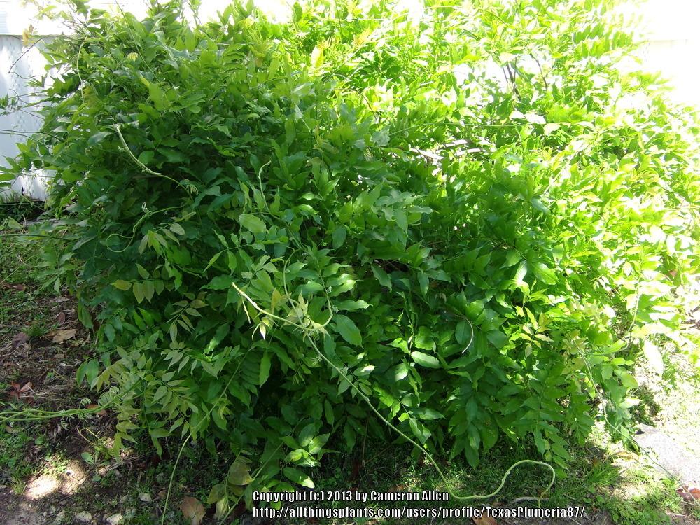 Photo of Chinese Wisteria (Wisteria sinensis) uploaded by TexasPlumeria87