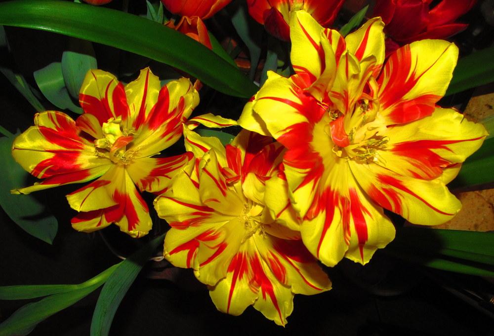 Photo of Double Early Tulip (Tulipa 'Monsella') uploaded by jmorth