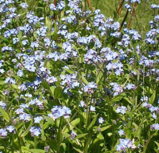 Photo of Forget-Me-Not (Myosotis sylvatica) uploaded by vic