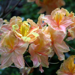 Location: Sonoma Horticultural Nursery
Date: 2013-04-25
Exbury azalea seedling
