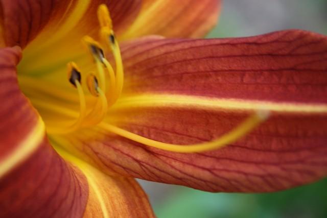 Photo of Daylilies (Hemerocallis) uploaded by gingin
