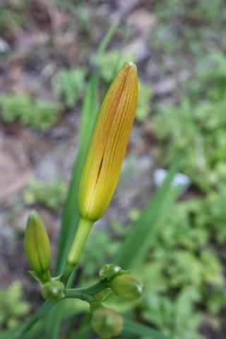 Photo of Daylilies (Hemerocallis) uploaded by gingin